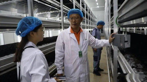 菌香飄千里，科技助搬遷——貴州岑鞏以菌產業年供300崗位，助力易地搬遷群眾城市扎根